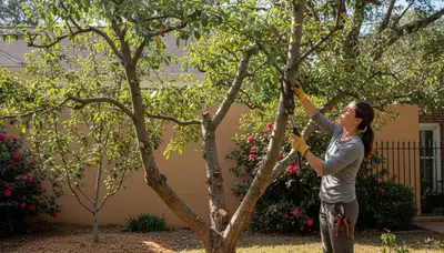Arborist pruning fruit tree in Charleston SC backyard orchard for healthy growth and productive harvest
