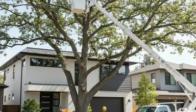 Arborist pruning oak tree branches in Charleston, SC for Chop Chop Tree professional tree service