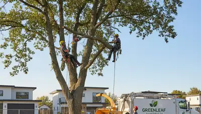 Arborists performing safe tree removal in Charleston, SC for storm-damaged oak near residential property