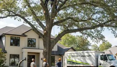 Professional tree removal service in Charleston SC for coastal homes and historic Lowcountry properties