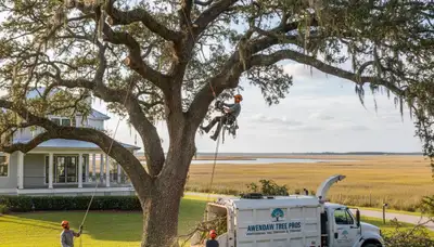 Professional tree removal service in Charleston SC safely clearing large oak trees
