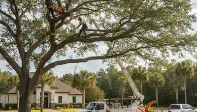 Professional tree removal service crew working in Charleston SC neighborhood yard