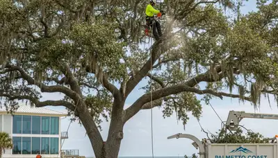 Professional tree removal service in Charleston SC by certified arborists