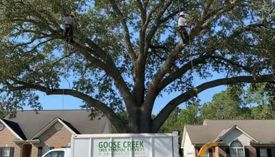 Professional tree removal service in Charleston SC safely clearing residential property trees