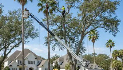 Professional tree removal service in Charleston SC by certified arborists