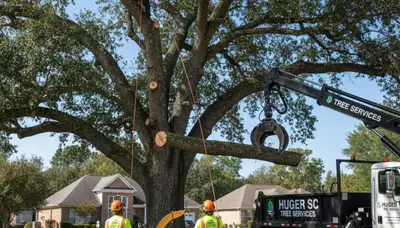 Professional tree removal service in Charleston SC safely cutting large oak tree