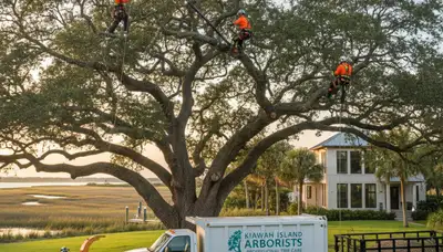 Professional tree removal service in Charleston SC by certified arborists