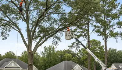 Professional tree removal service in Charleston SC by certified arborists at treeservicecharlestonsc.com
