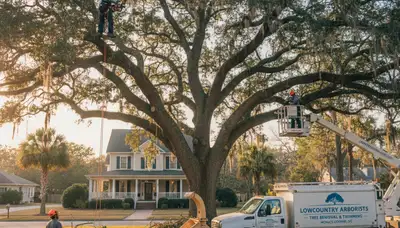 Professional tree removal service in Charleston SC by certified arborists