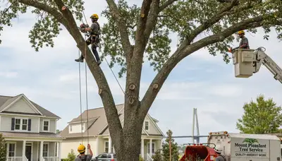 Professional tree removal service in Charleston SC safely cutting and clearing residential trees