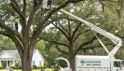 Professional tree removal service in Charleston SC by certified arborists using safe equipment