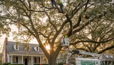 Professional tree removal service crews working safely in Charleston, SC