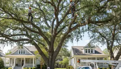 Professional tree removal service in Charleston SC by certified arborists