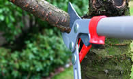 Tree Pruning Services in Charleston SC