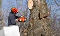 Tree Removal in Charleston SC