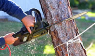 Tree Trimming in Charleston SC